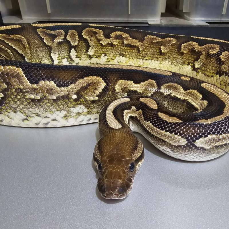 [Proven] Blackpastel Mocha/Mojave Yb het Albino