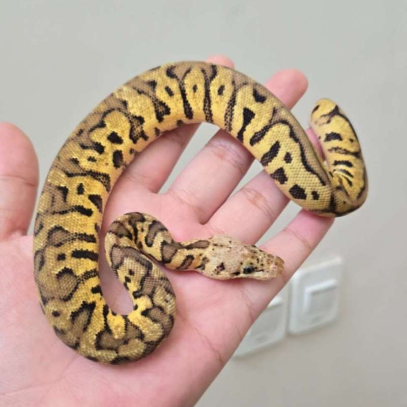 ballpython spotnose pastel clown