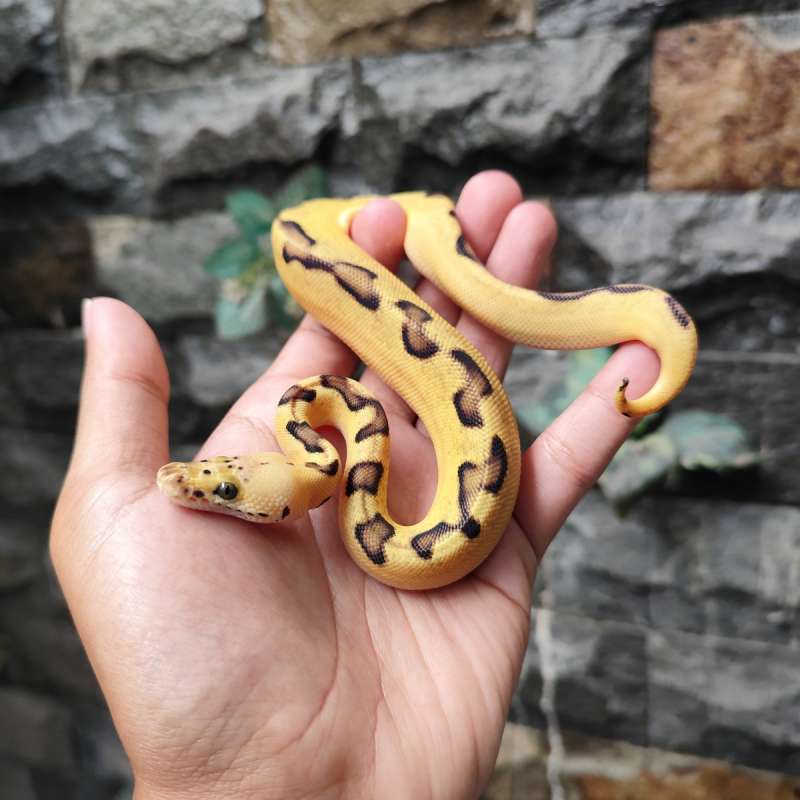 Pastel Enchi Clown