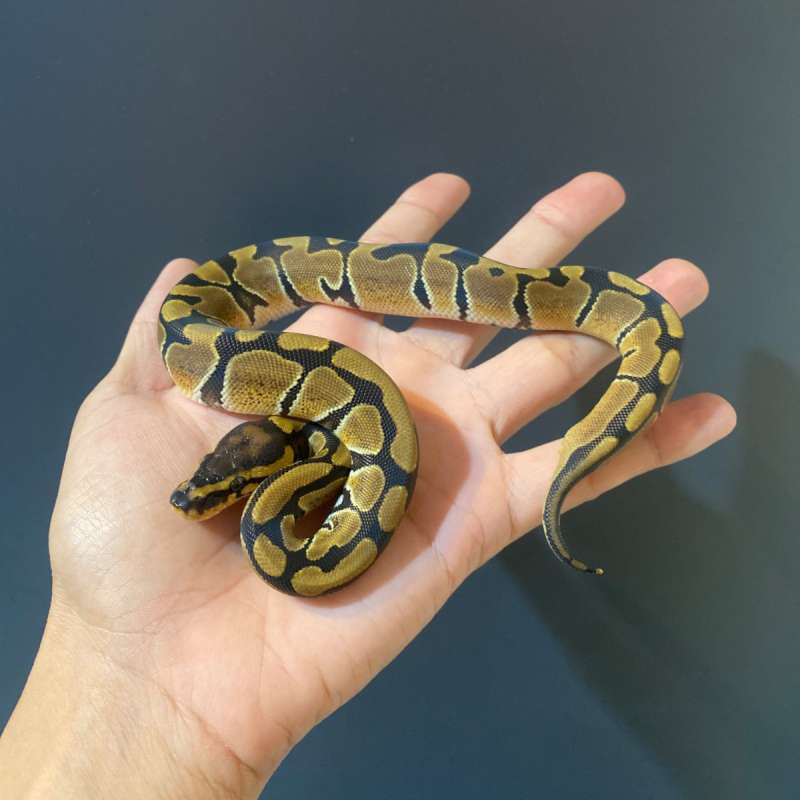 F - Normal het Clown ph 66% DG