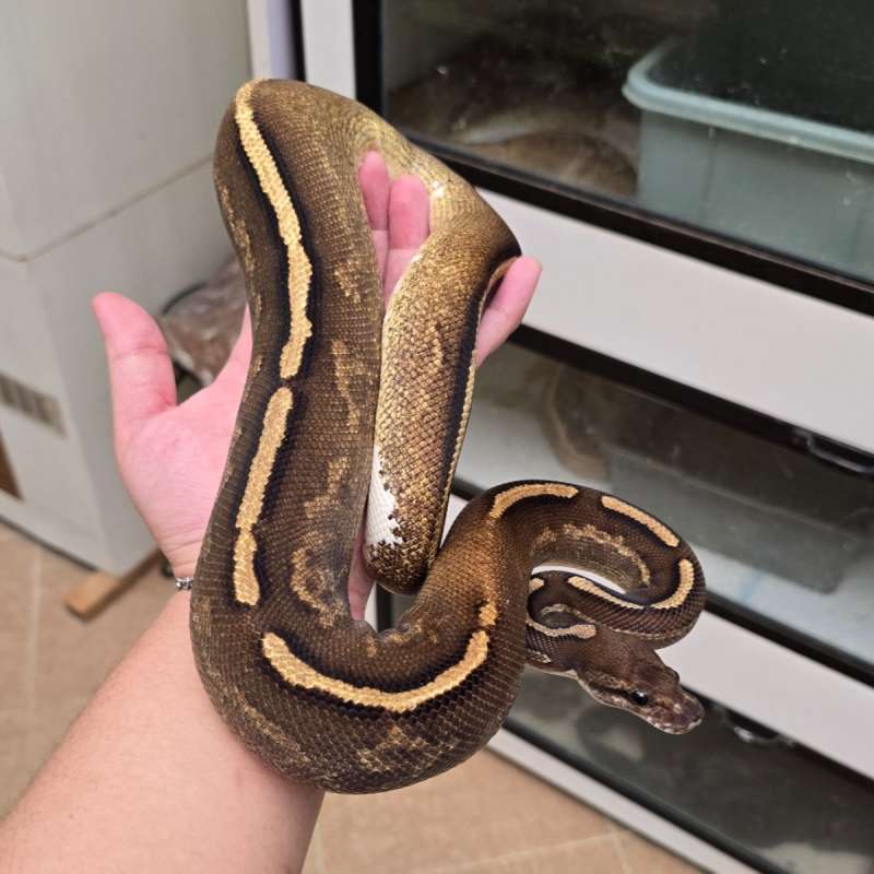 Black Pastel Freeway