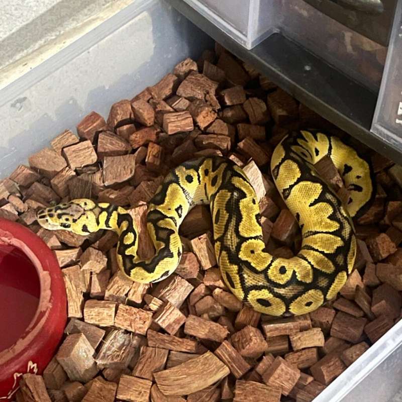 F Pastel clown 66%het axa vpi