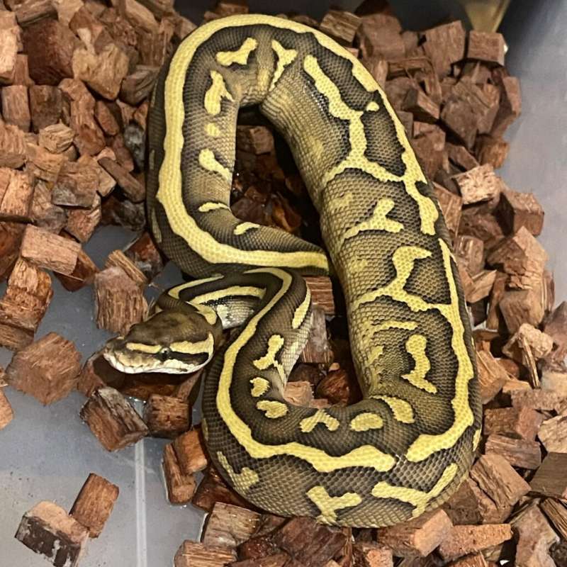 RARE (f blackhead leopard lesser hetclown)