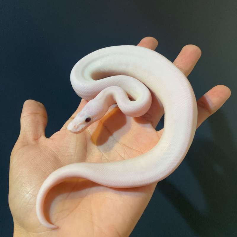 F - Lesser Pied ph 66% Lavender