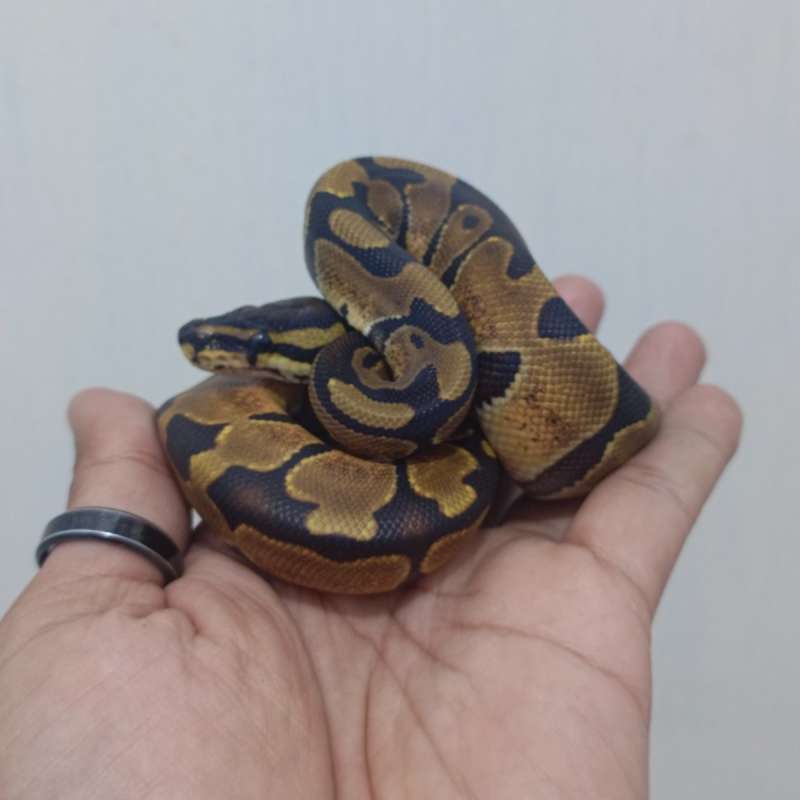 0.1 Enchi het Pied