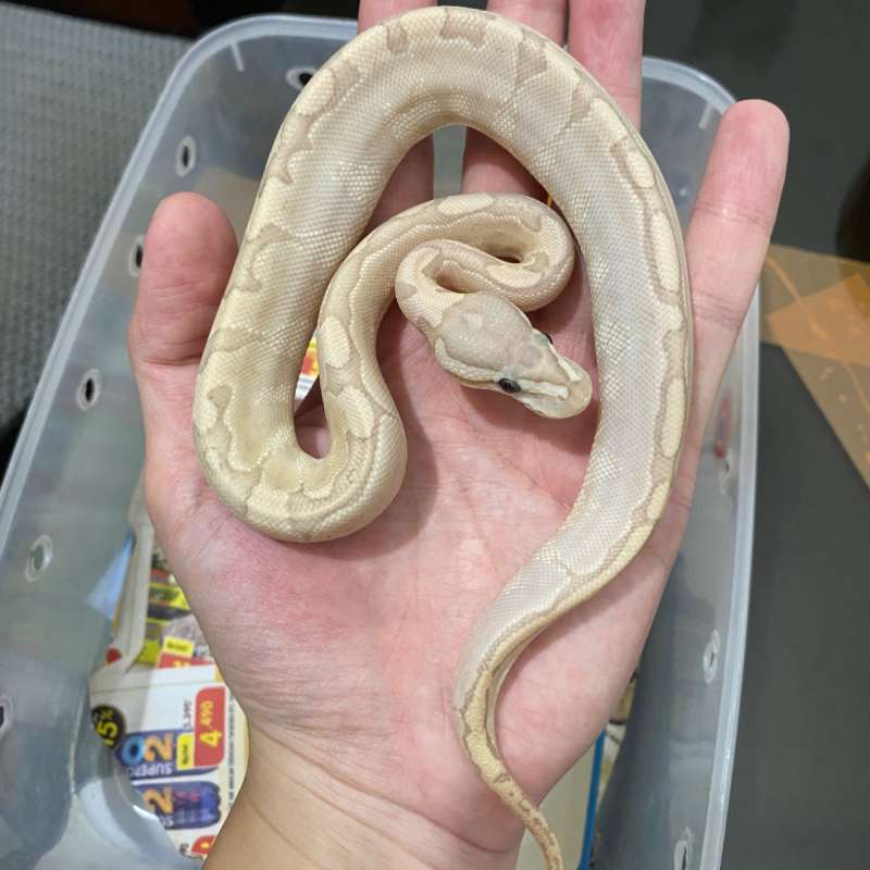 banana bamboo (gravel) ph hypo clown