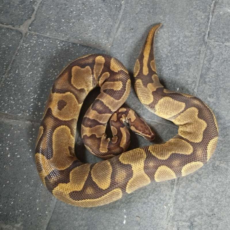 ENCHI FIRE FEMALE PROVEN 2.8Kg
