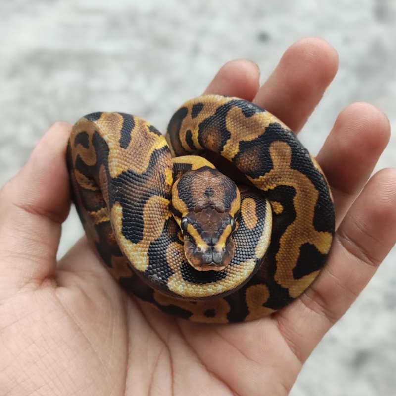 F RS Leopard DH DG Clown