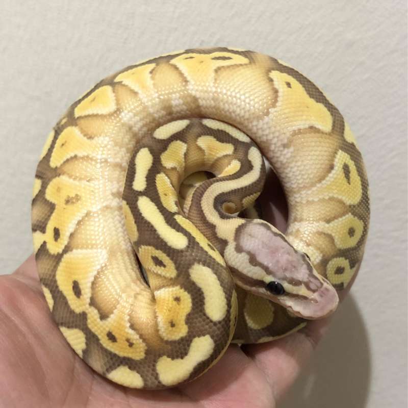 Banana Lesser Pastel 66% het Clown