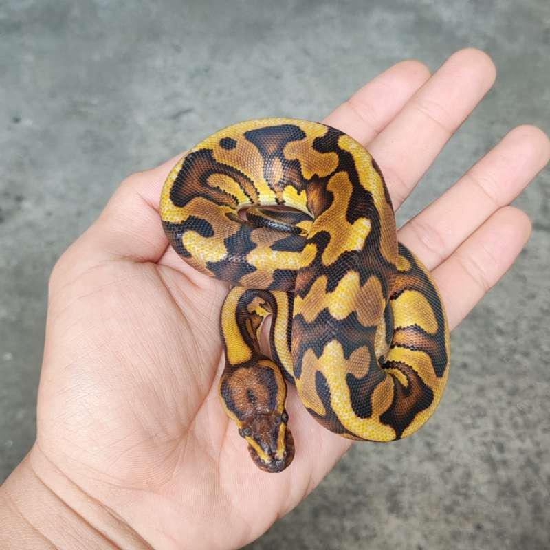 F Leopard RS Specter DH DG Clown