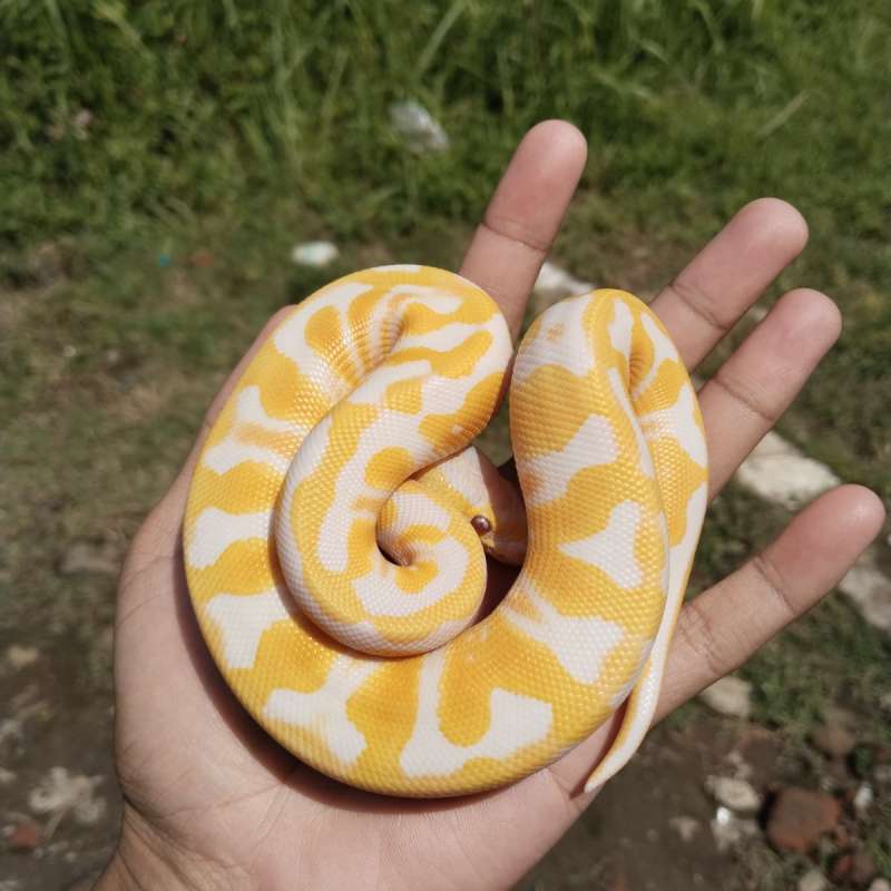 Lavender enchi pastel het clown
