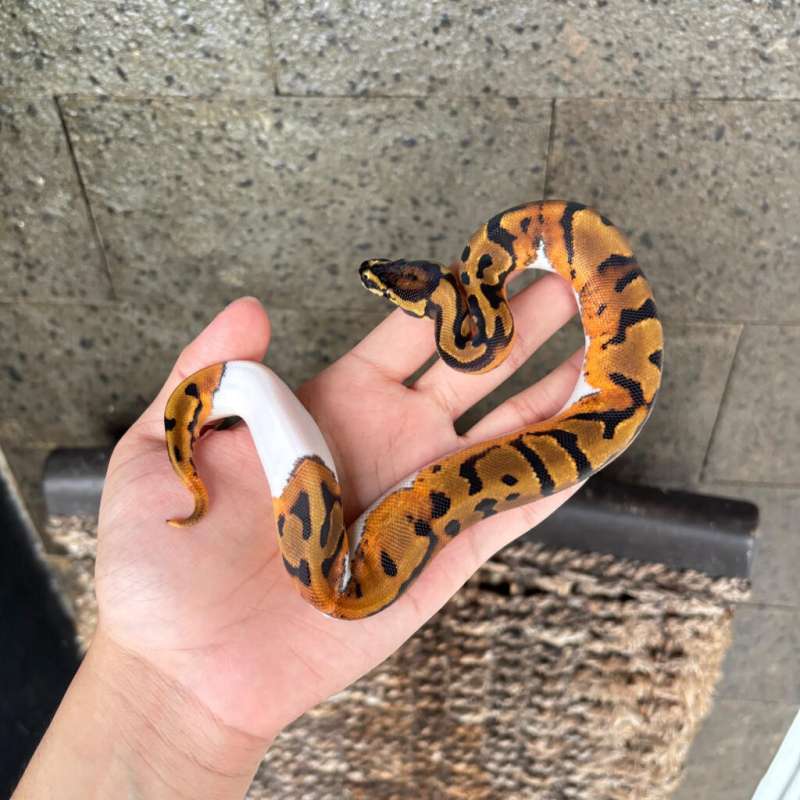 Ball Python Pied 50% het Albino, Male