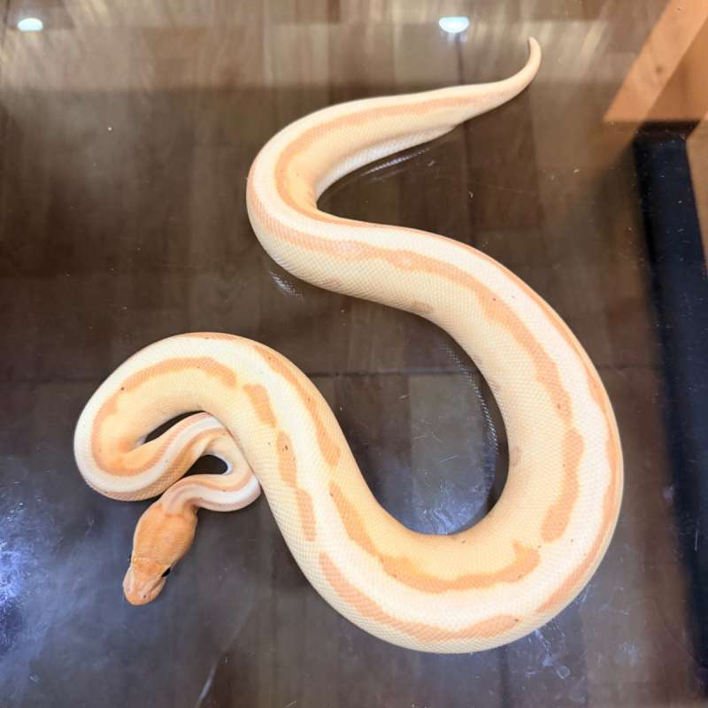 Banana orange dream genetic stripe