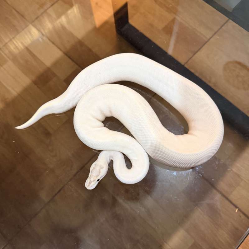 Ivory het pied possible black pastel enchi