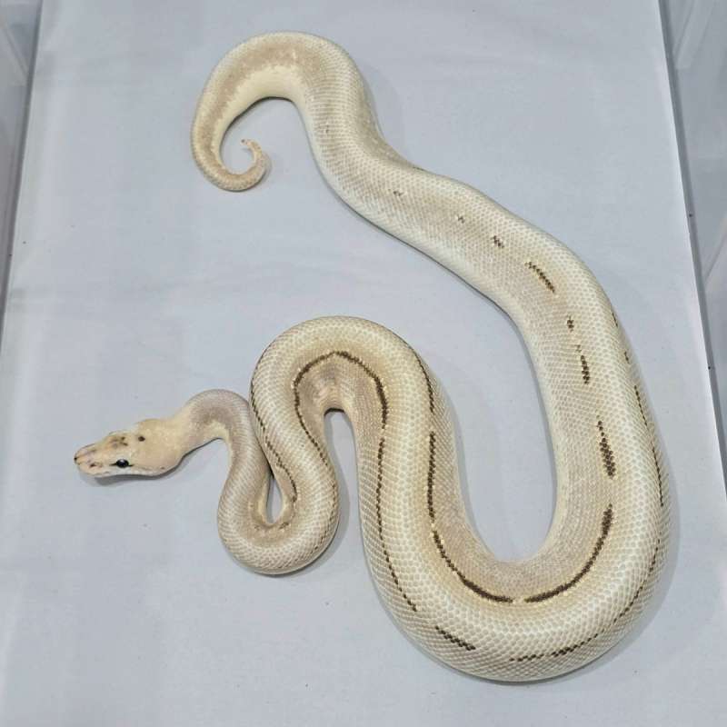 Spotnose Superstripe DG / het DG 50% het Clown