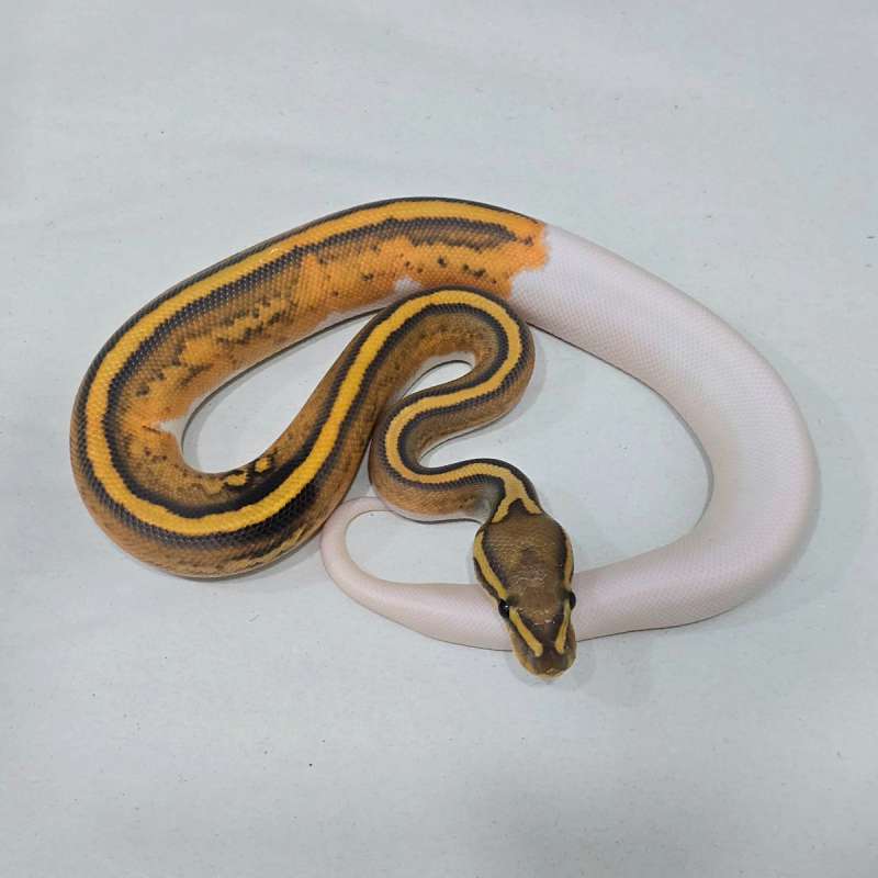 Female Hypo Pied (Very Rare Items)