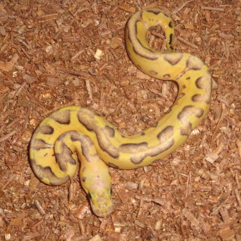 Pastel Enchi clown ph lavender