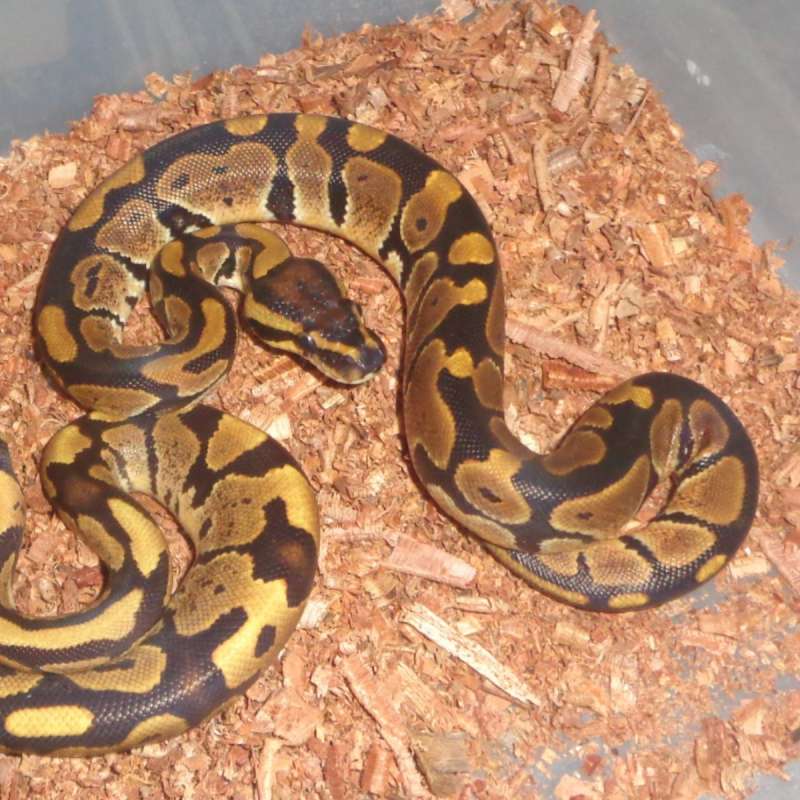 Normal ph lavender tristripe