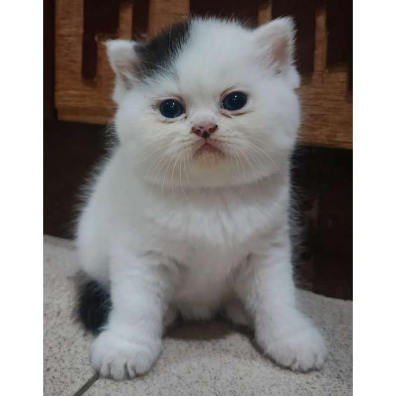 Kucing Flatnose Umur 3 Bulan