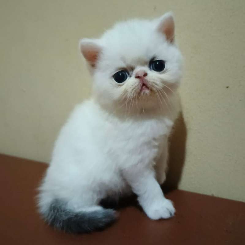 Kucing Exotic vanilla blue Umur 3 Bulan