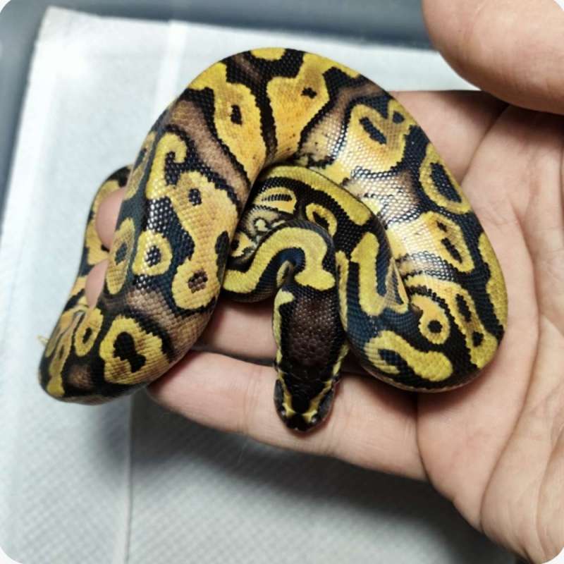 ballpython yellow belly pastel het pied