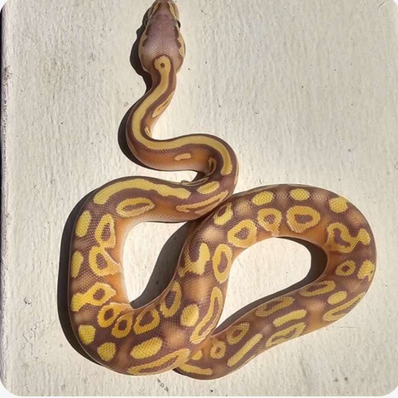 ballpython