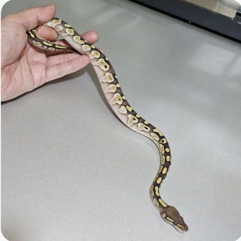 ballpython lesser +