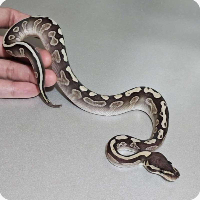 ballpython ghi lesser het clown