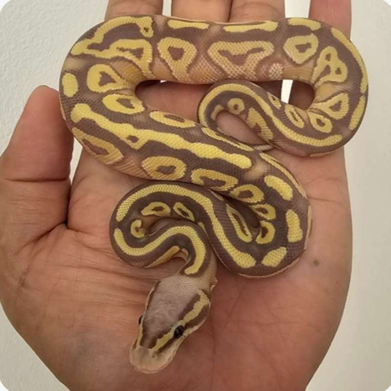 ballpython mojave banana poss het hypo