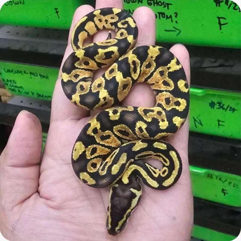 ballpython pastel granite poss het hypo
