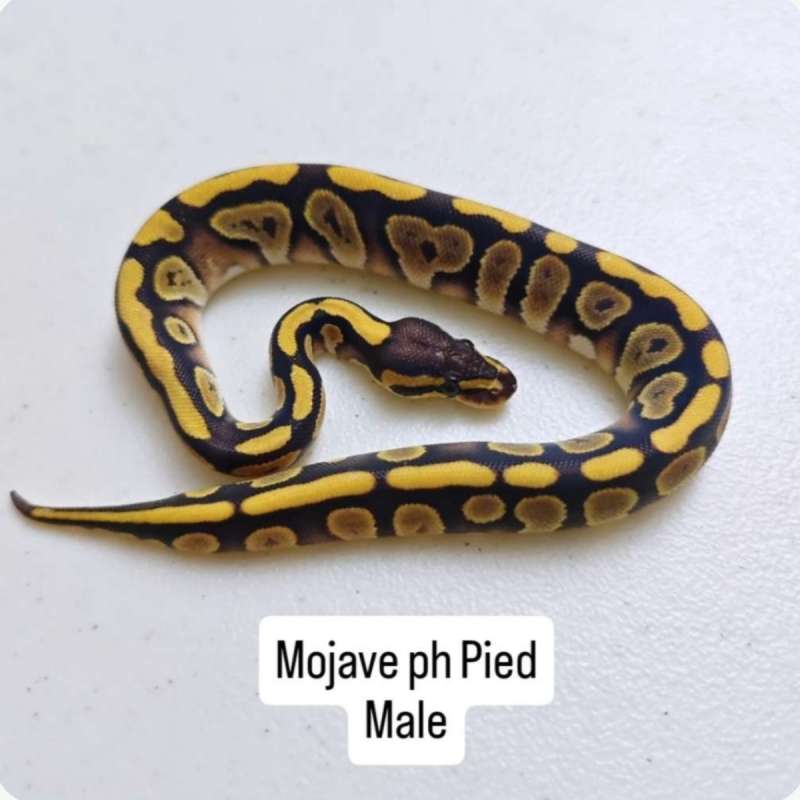 ballpython mojave ph pied