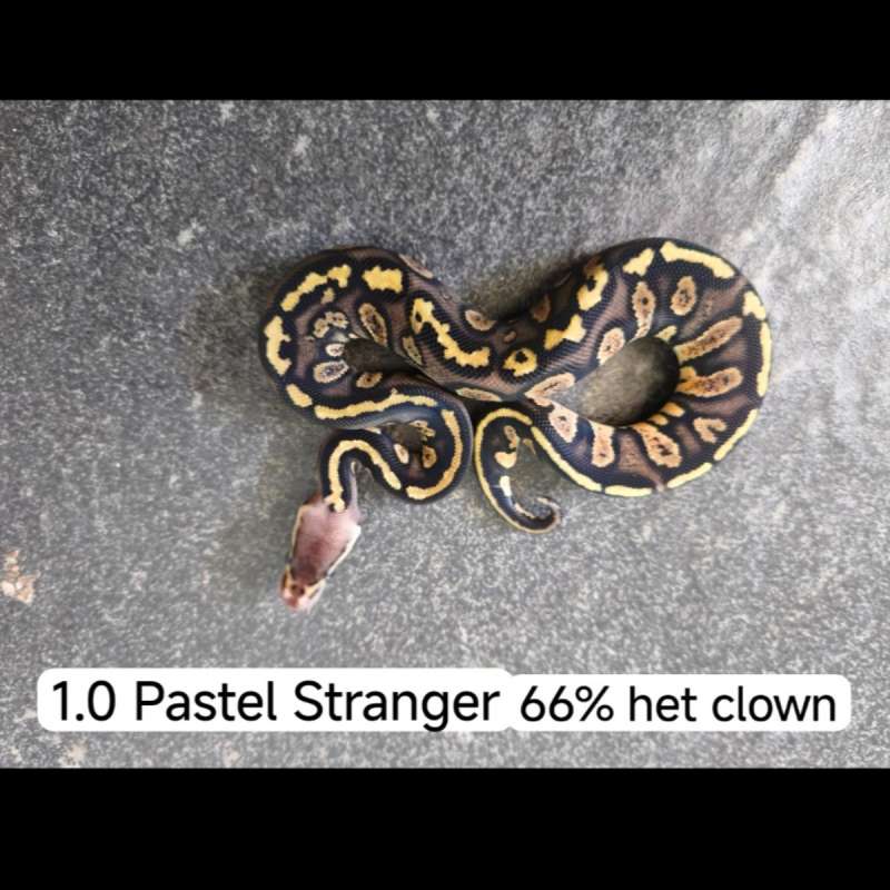 Pastel Stranger het 66% clown