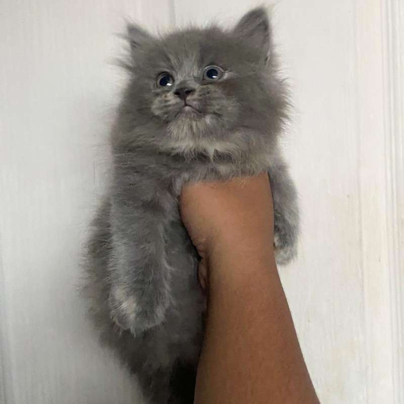 Kucing kitten British longhair Betina