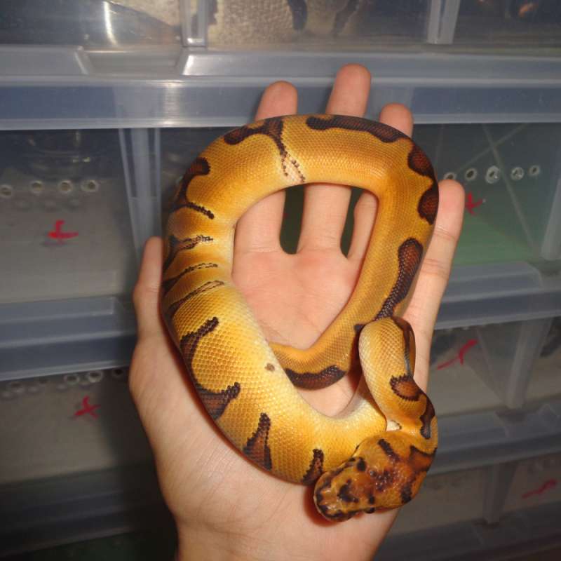 Enchi Clown ph lavender