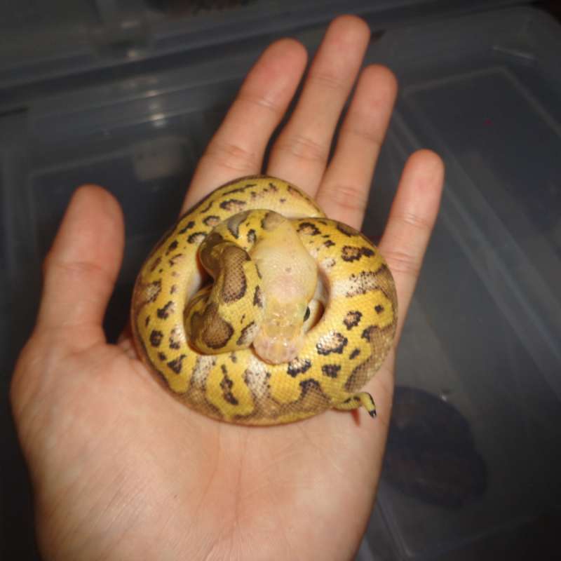 Pastel Clown ph lavender