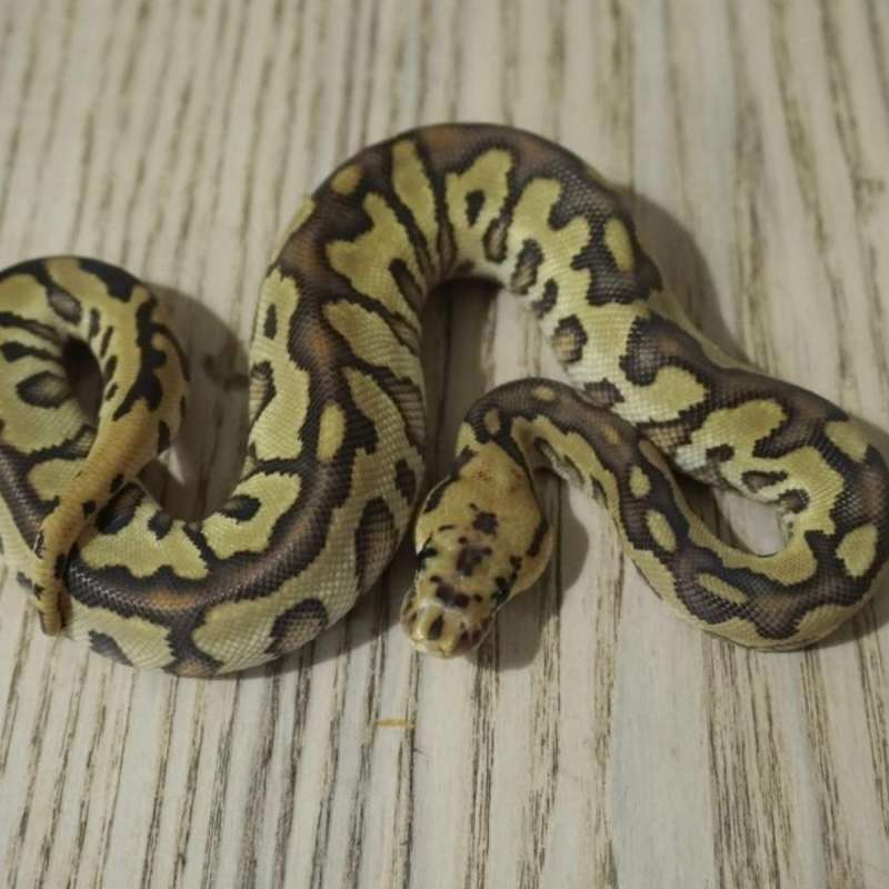 spotnose mojave clown het DG
