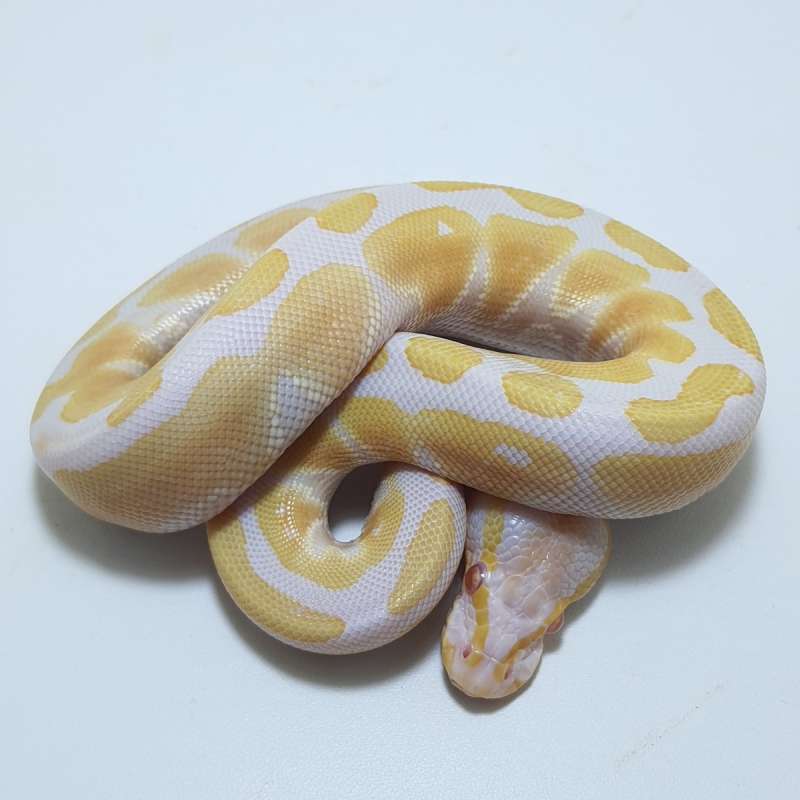 ALBINO