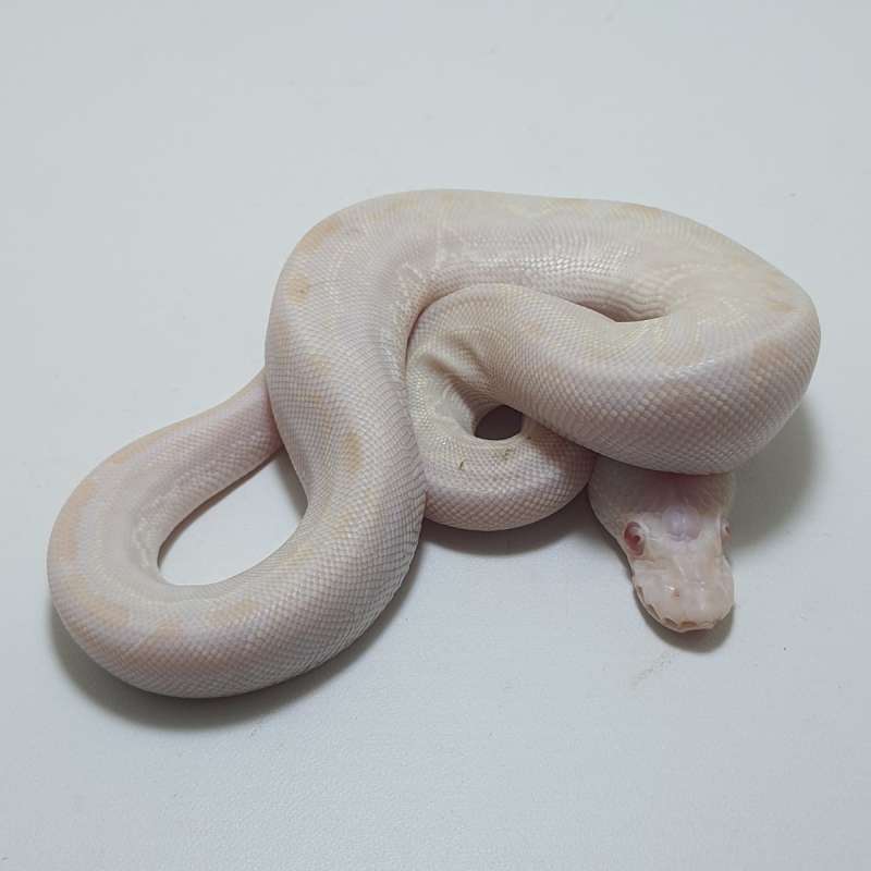 BAMBOO ALBINO