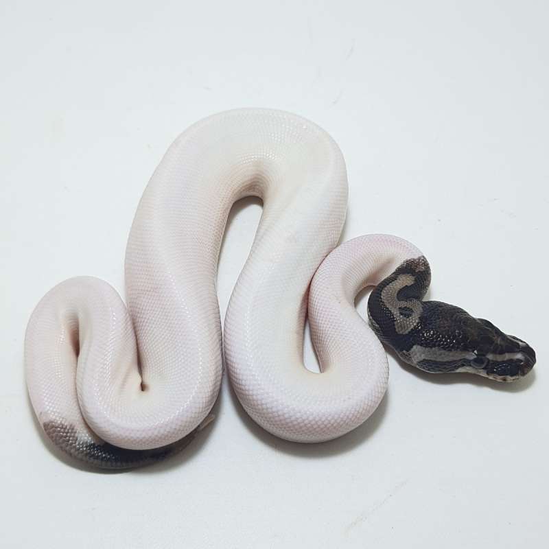 AXANTHIC PIED (TSK)