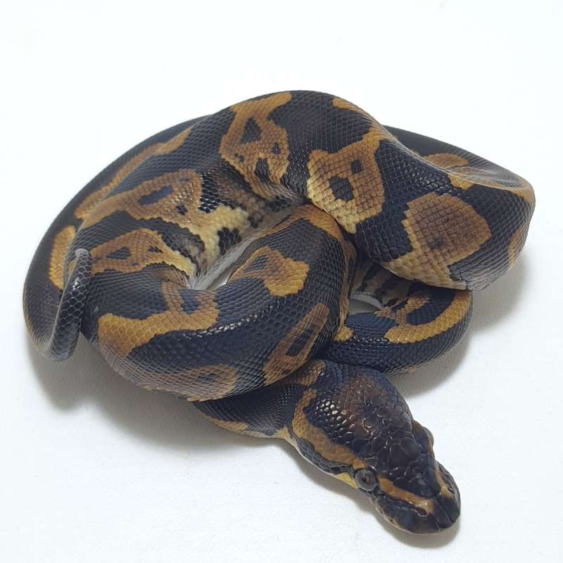 LEOPARD DH AXANTHIC PIED (TSK)