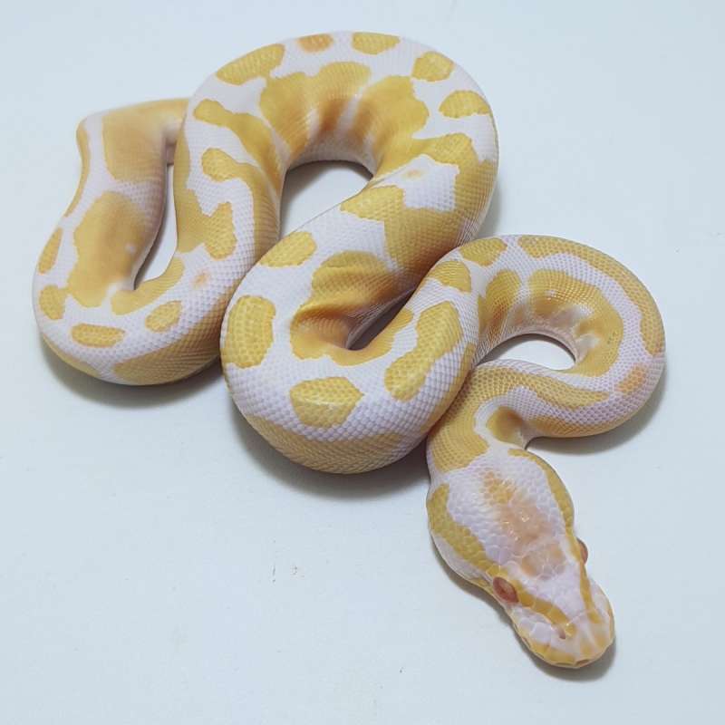 ALBINO