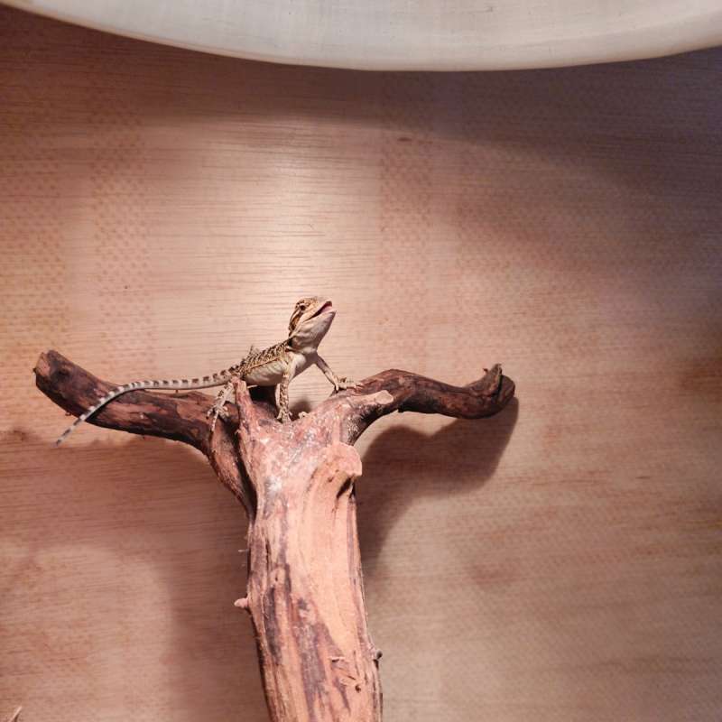 Bearded Dragon Red het Hypo