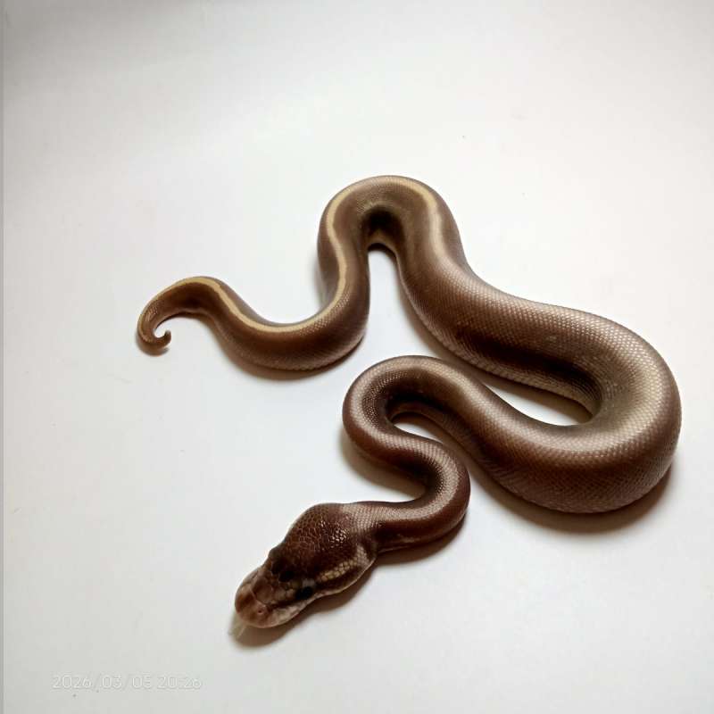 HITAM MANISSS "GHI Mojave Pastel Gravel/YB"