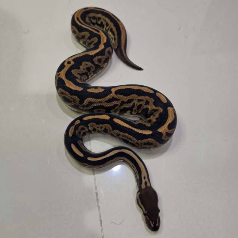 Black Pastel Leopard 66% PH Pied Ultramel