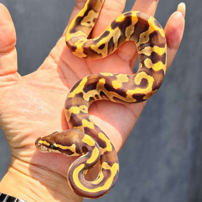 Enchi mojave ph clown