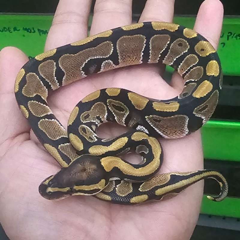 DOUBLE HET PIED HYPO