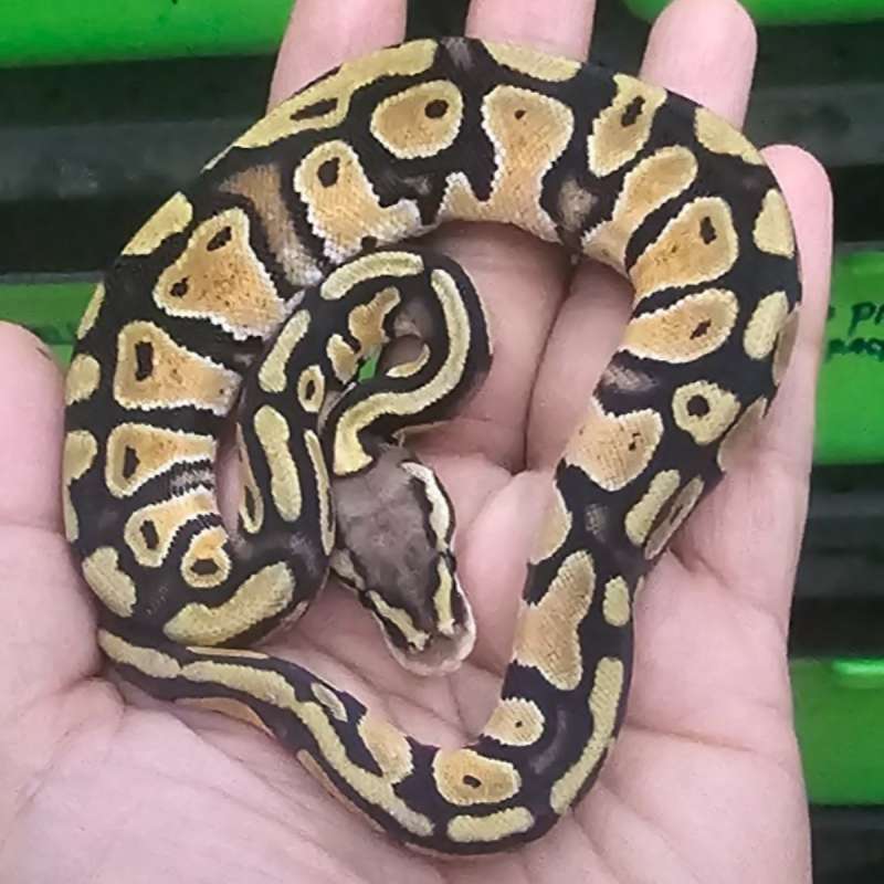 PASTEL DOUBLE HET PIED HYPO