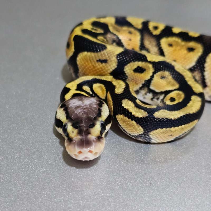 [Minus] Enchi Pastel het Clown