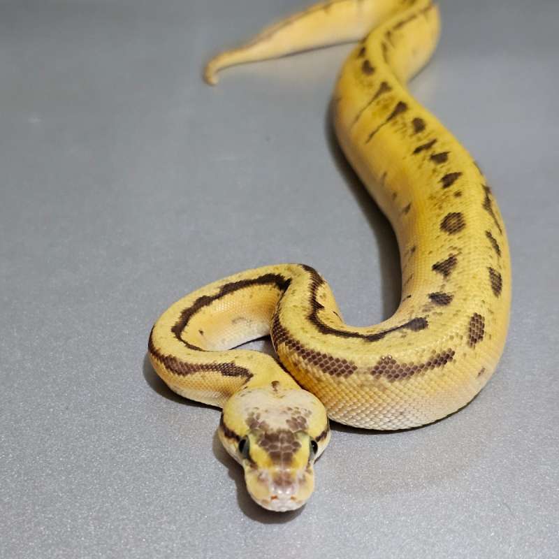 Enchi Firefly Pinstripe Calico (Specter) +