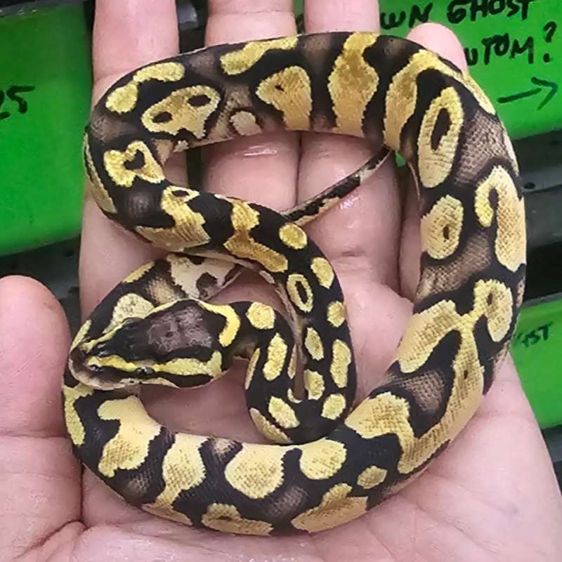 PASTEL ENCHI POSS YB HET PIED POSS HET LAVENDER